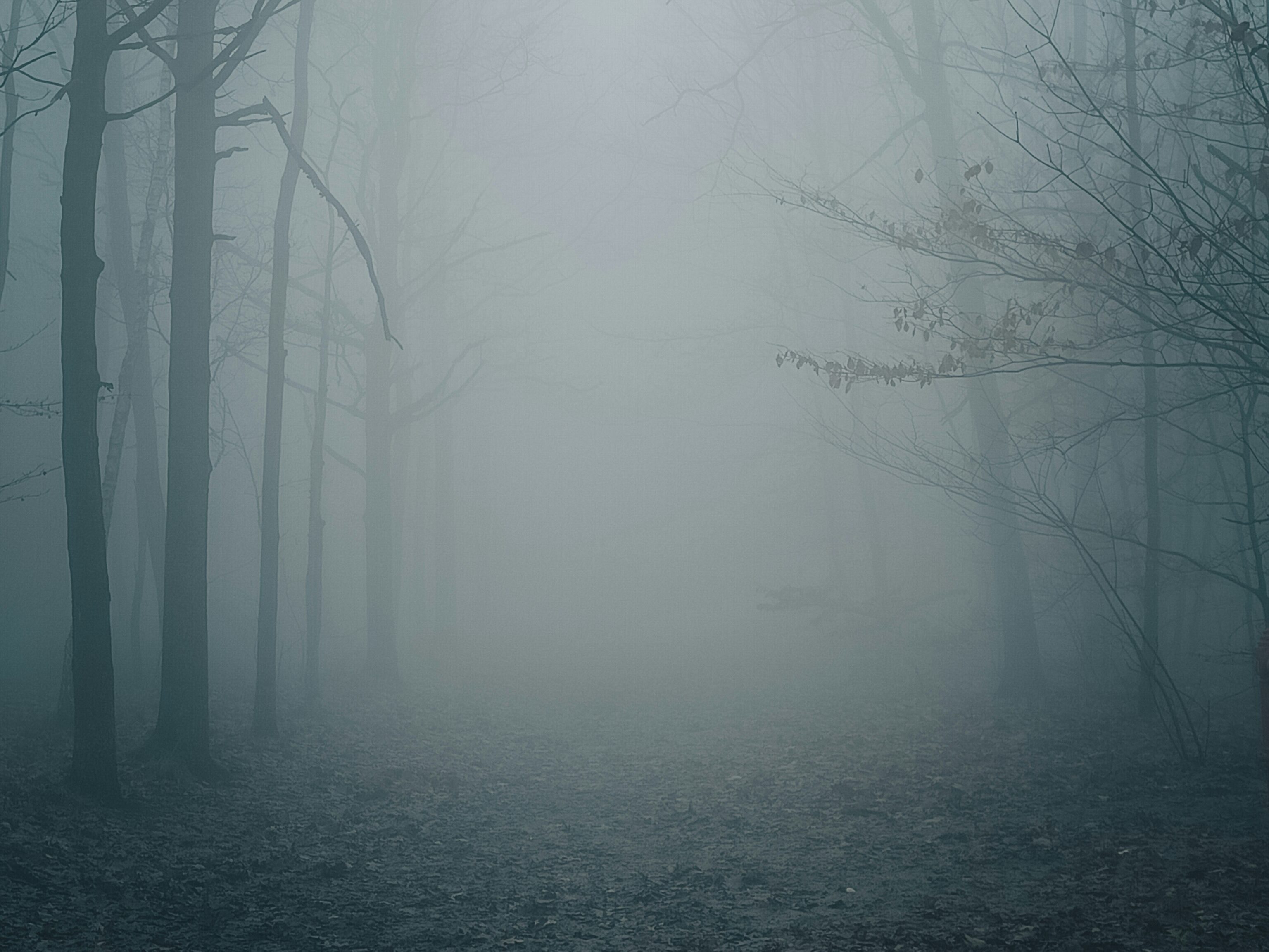 霧の中の一本道。先が見えないけど道